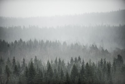 雾笼罩的树木